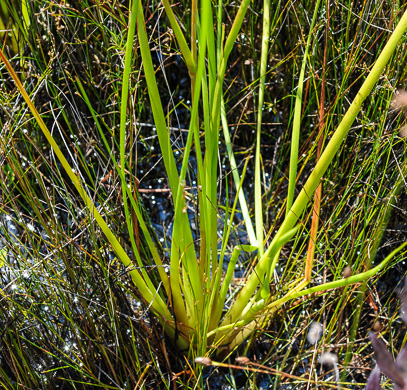 image of Philydrum lanuginosum, Woolly Frogsmouth, Frogmouth, Woolly Waterlily