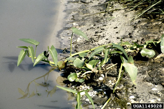 image of Ipomoea aquatica, Water-spinach, Swamp Morning Glory