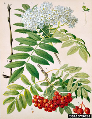 image of Sorbus aucuparia ssp. aucuparia, European Mountain-ash, Rowan