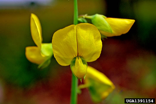 image of Crotalaria spectabilis, Showy Rattlebox