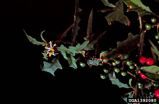 image of Solanum tampicense, Wetland Nightshade, Aquatic Soda Apple