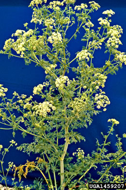 image of Conium maculatum, Poison-hemlock