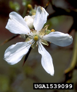 image of Citrus trifoliata, Trifoliate Orange, Hardy Orange