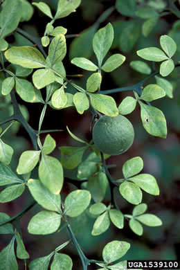 image of Citrus trifoliata, Trifoliate Orange, Hardy Orange