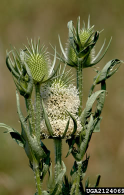 image of Dipsacus laciniatus, Cutleaf Teasel