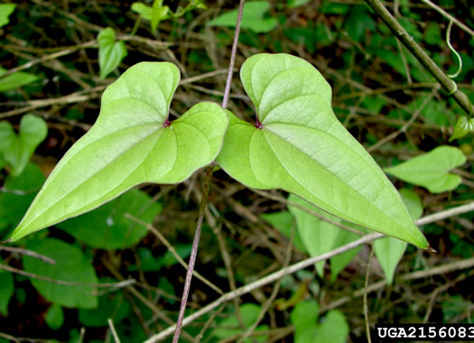 image of Dioscorea polystachya, Cinnamon Vine, Chinese Yam