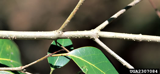 image of Ligustrum lucidum, Glossy Privet, Broadleaf Privet