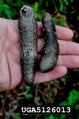 image of Dioscorea alata, Water Yam, White Yam, Great Yam, Winged Yam