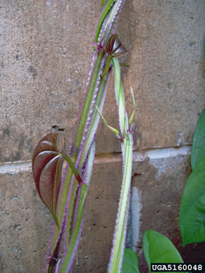 image of Dioscorea alata, Water Yam, White Yam, Great Yam, Winged Yam