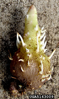 image of Dioscorea alata, Water Yam, White Yam, Great Yam, Winged Yam