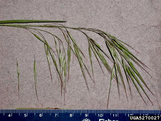 image of Bromus tectorum, Downy Brome, Downy Chess, Downy Cheat, Cheatgrass