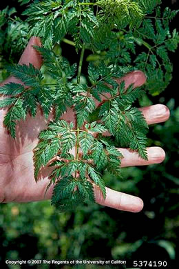 image of Conium maculatum, Poison-hemlock