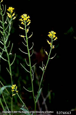 image of Barbarea vulgaris, Yellow Rocket-cress, Common Winter-cress, Yellow Rocket, Creasy