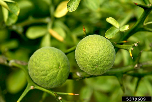 image of Citrus trifoliata, Trifoliate Orange, Hardy Orange