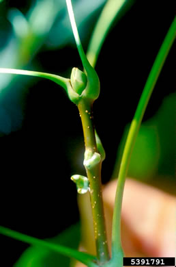 image of Acer platanoides, Norway Maple