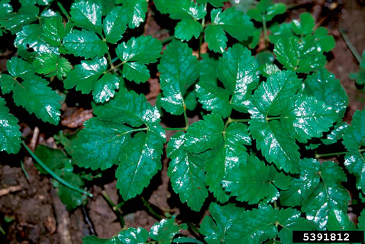 Aegopodium podagraria, Goutweed, Bishop's Weed