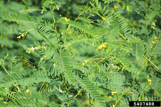 Sesbania vesicaria, Bladderpod, Bagpod