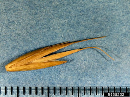 image of Elymus repens, Quackgrass, Dog-grass, Witchgrass