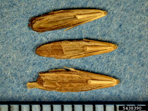 image of Bromus inermis, Smooth Brome, Hungarian Brome, Awnless Brome