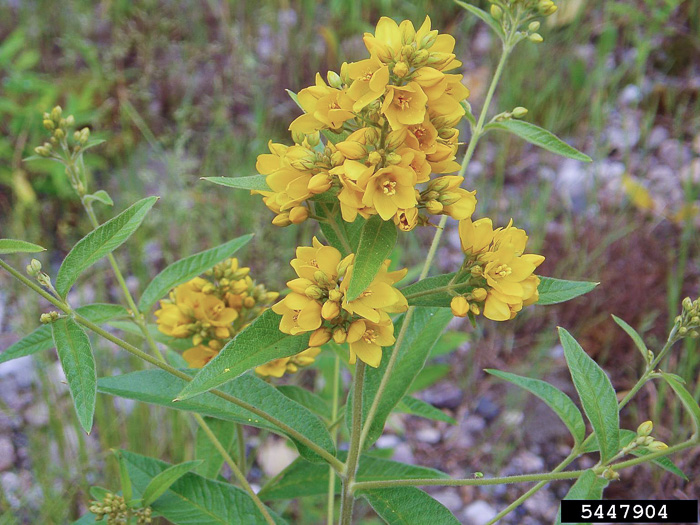 panicle