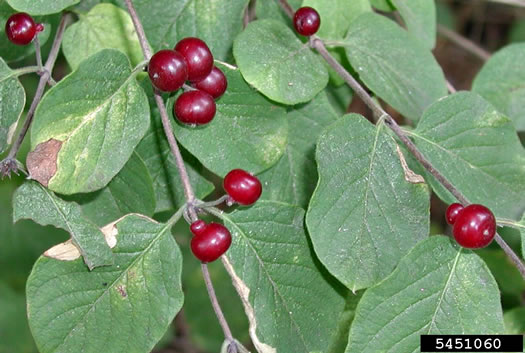 image of Lonicera xylosteum, European Fly-honeysuckle, Dwarf Honeysuckle