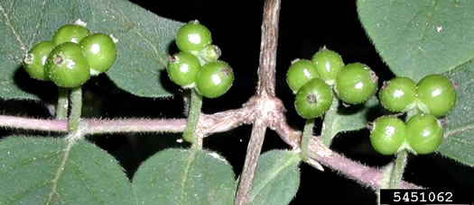 image of Lonicera xylosteum, European Fly-honeysuckle, Dwarf Honeysuckle