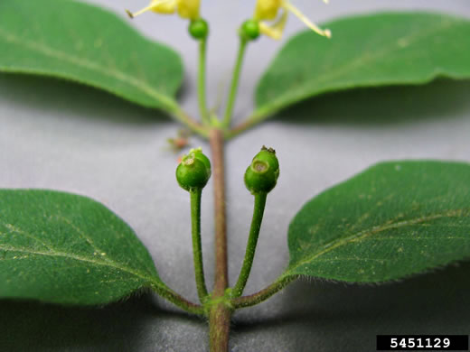 image of Lonicera xylosteum, European Fly-honeysuckle, Dwarf Honeysuckle