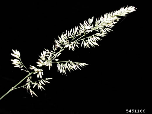 image of Phalaris arundinacea, Reed Canarygrass, Ribbongrass