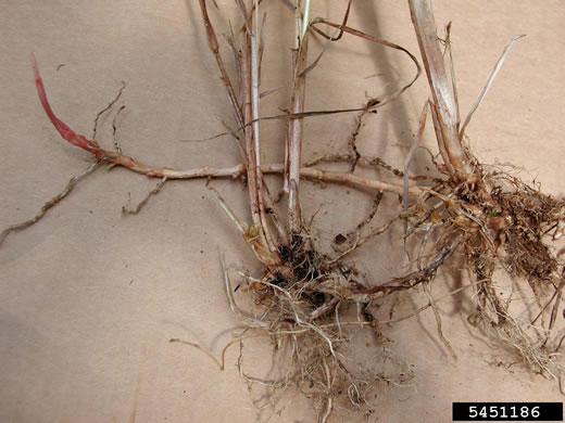 image of Phalaris arundinacea, Reed Canarygrass, Ribbongrass