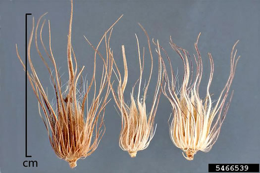 image of Cenchrus ciliaris, Buffelgrass