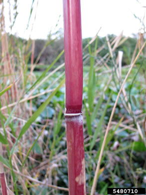 image of Phragmites australis, Common Reed, Old World Reed