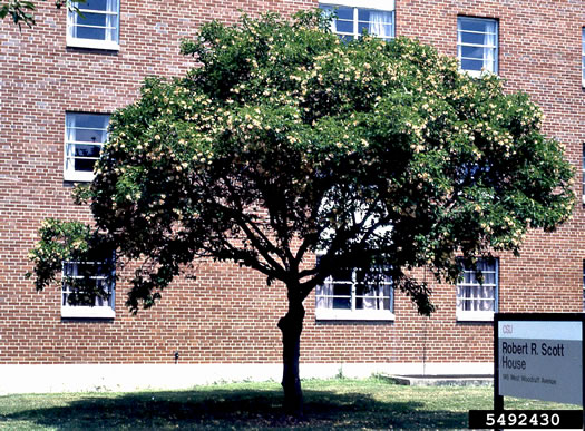 image of Acer ginnala, Amur Maple