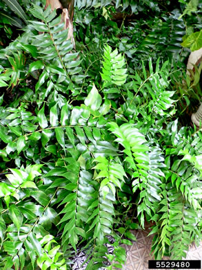 image of Cyrtomium falcatum, Japanese Holly-fern, Asian Net-veined Holly Fern