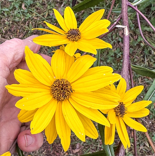 image of Helianthus simulans, Muck Sunflower