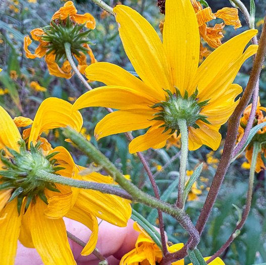 image of Helianthus simulans, Muck Sunflower