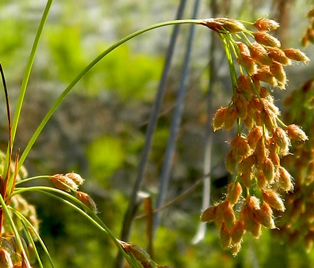 image of Scirpus cyperinus, Woolgrass Bulrush, Marsh Bulrush, Woolly Bulrush