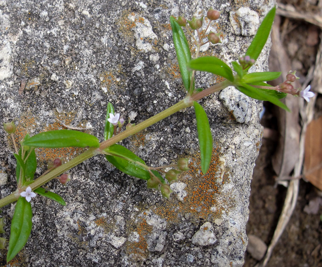 image of Oldenlandia corymbosa, Diamond-flower, Flattop Mille-graines