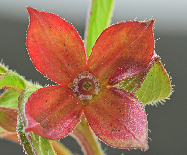 image of Ludwigia octovalvis, Mexican Primose-willow