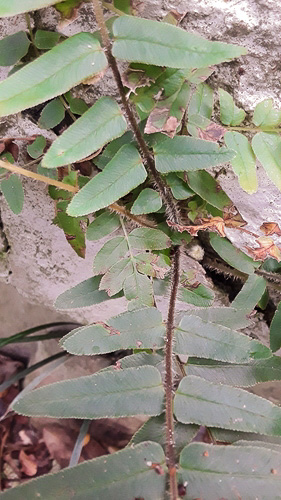 image of Pteris vittata, Ladder Brake, Chinese Brake Fern