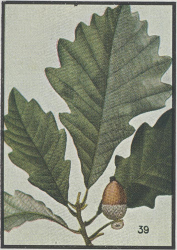 image of Quercus bicolor, Swamp White Oak