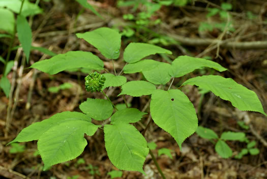 image of Panax quinquefolius, American Ginseng, Sang