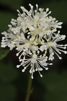 image of Actaea pachypoda, Doll's-eyes, White Baneberry, White Cohosh