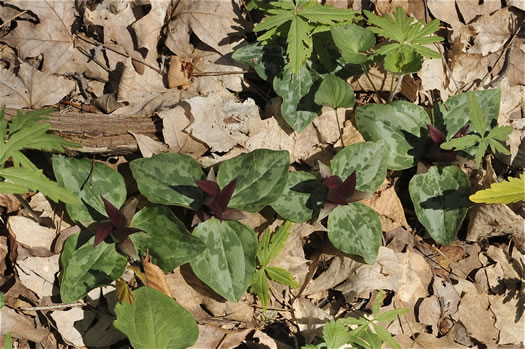 image of Trillium decumbens, Decumbent Trillium, Trailing Trillium