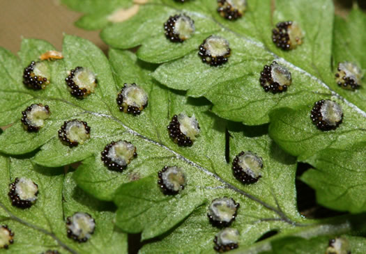 image of Dryopteris campyloptera, Mountain Woodfern