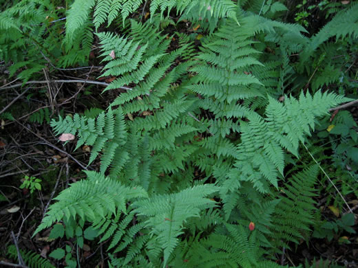 image of Dryopteris carthusiana, Spinulose Woodfern, Toothed Woodfern