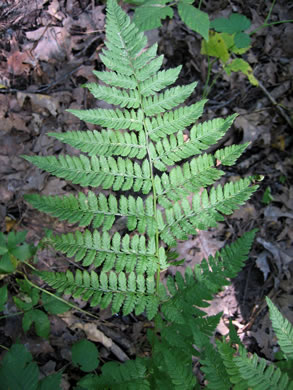 image of Dryopteris carthusiana, Spinulose Woodfern, Toothed Woodfern