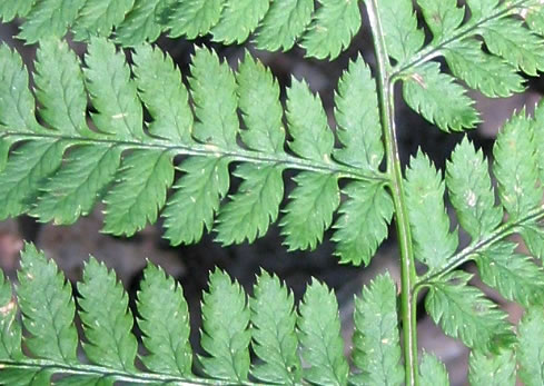 image of Dryopteris carthusiana, Spinulose Woodfern, Toothed Woodfern