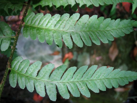 image of Dryopteris celsa, Log Fern