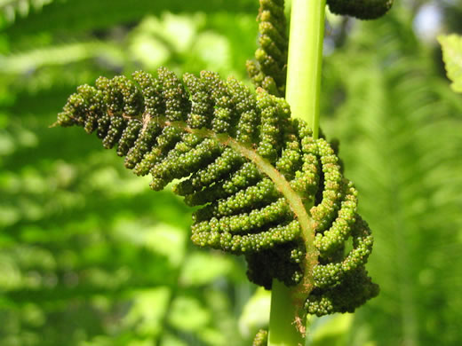 image of Claytosmunda claytoniana, Interrupted Fern