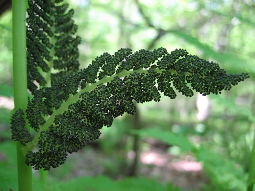 image of Claytosmunda claytoniana, Interrupted Fern